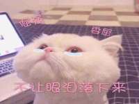 山东互迪特文化科技有限公司