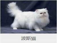山东互迪特文化科技有限公司