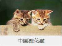山东互迪特文化科技有限公司